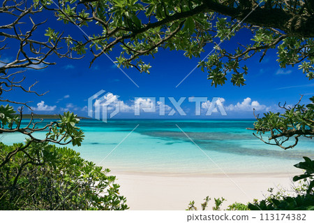 The blue sea of the coral reef and the blue midsummer sky seen from the shade of the subtropical plants on the beach 113174382