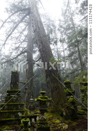 世界遺產高野山，雨中通往奧之院的道路，和歌山縣 113174428
