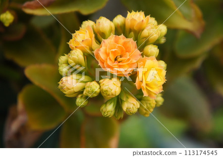 Yellow flower 113174545