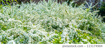 春天公園發現雪柳 113174984