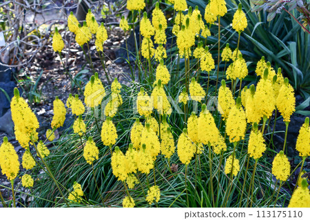 Burvinella · Floribunda 113175110