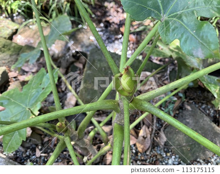 玉的花蕾 113175115