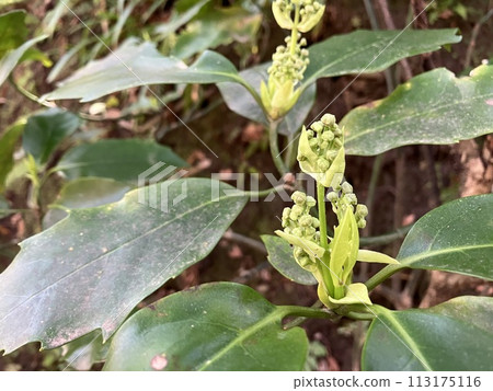 Aoki flowers bloom in spring 113175116