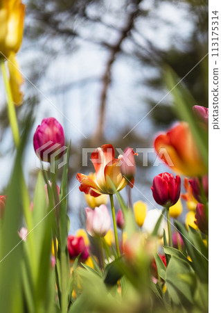 鬱金香在春天的陽光下 113175314
