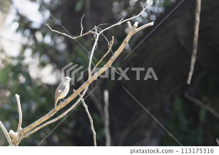 Joubitaki女性棲息在樹枝上 113175316