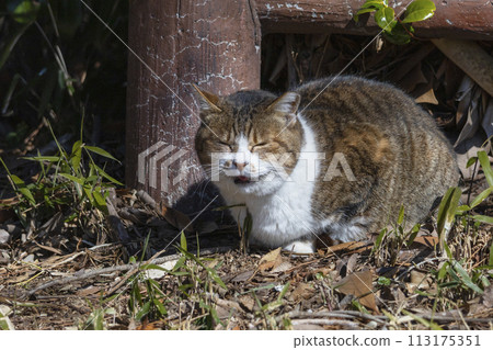 Sakura cat closing its eyes while sunbathing Sakura cat closing its eyes while sunbathing 113175351