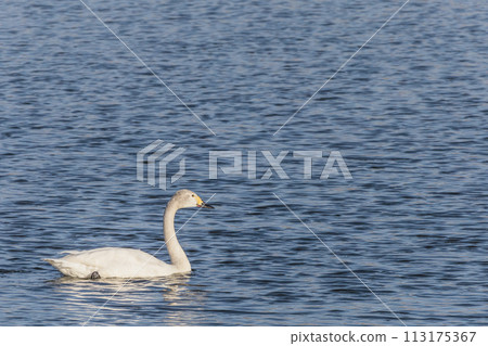 Tundra swan swimming gracefully on the water surface 113175367