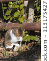 Sakura cat preens her fur while basking in the sun 113175427
