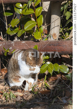 Sakura cat preens her fur while basking in the sun 113175427