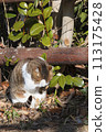 Sakura cat preens her fur while basking in the sun 113175428