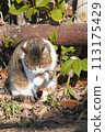 Sakura cat preens her fur while basking in the sun 113175429