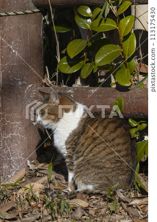 Sakura cat closing its eyes while sunbathing 113175430