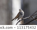 Thrush perching on a tree branch in winter 113175432