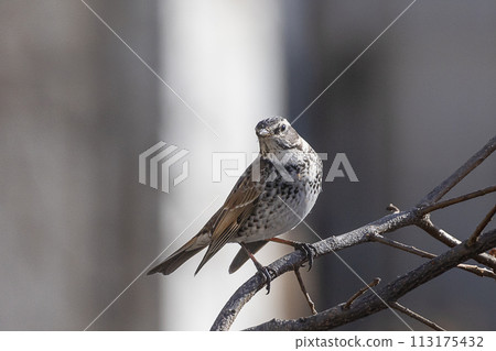 Thrush perching on a tree branch in winter 113175432