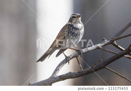 Thrush perching on a tree branch in winter Thrush perching on a tree branch in winter 113175433