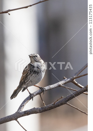 Thrush perching on a tree branch in winter Thrush perching on a tree branch in winter 113175435