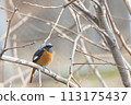 Male Daurian Redstart perched on a tree branch 113175437