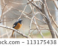 Male Daurian Redstart perched on a tree branch 113175438