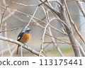 Male Daurian Redstart perched on a tree branch 113175441