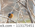 Male Daurian Redstart perched on a tree branch 113175451