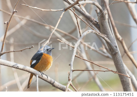 Male Daurian Redstart perched on a tree branch 113175451