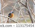 Male Daurian Redstart perched on a tree branch 113175454