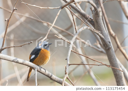 Male Daurian Redstart perched on a tree branch 113175454