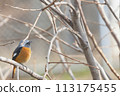 Male Daurian Redstart perched on a tree branch 113175455