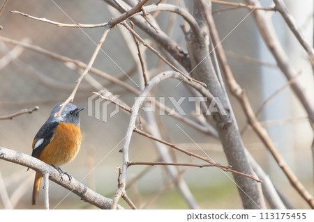 Male Daurian Redstart perched on a tree branch Male Daurian Redstart perched on a tree branch 113175455