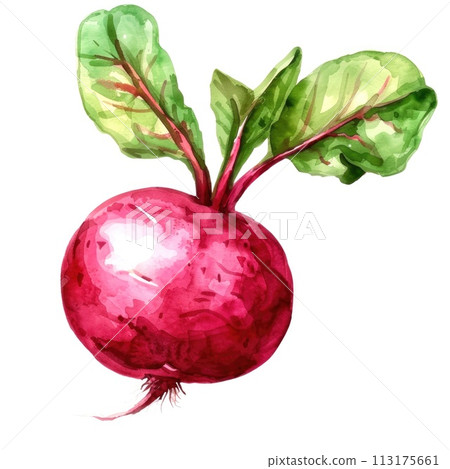 watercolor showcases a radish with deep red roots and vibrant green leaves watercolor showcases a radish with deep red roots and vibrant green leaves 113175661