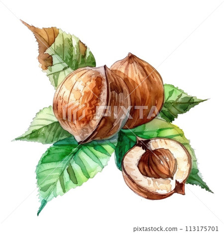 hazelnuts, one cracked open, nestled among vibrant green leaves 113175701