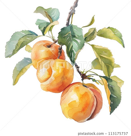 A delicate watercolor portrayal of apricots on a branch 113175737