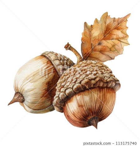 A lively watercolor painting captures the warmth of an acorn squash 113175740