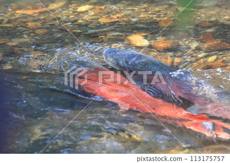北海道，春溪，產卵季節，一對婚配的彩色小丑魚 113175757