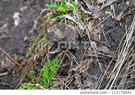 A close up of a plant with green leaves and the word fern on it. 113176041