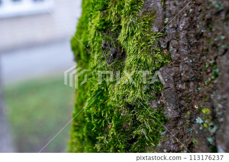 A tree trunk with moss on it and a sky background A tree trunk with moss on it and a sky background 113176237