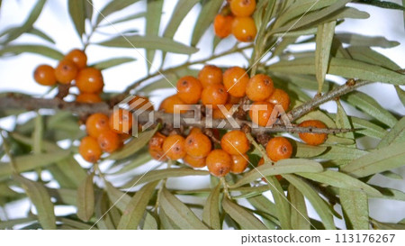 Sea buckthorn, shallow depth of field blurred. The use of juices, compotes, wines, sea buckthorn oil. This oil is used in medicine and cosmetology, it is part of lotions, ointments, medicines. 113176267