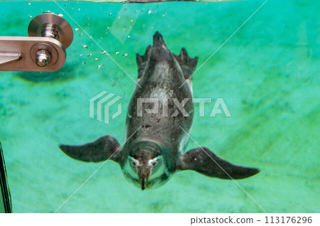 Beautiful swimming seal at underwater in the zoo. Beautiful swimming seal at underwater in the zoo. 113176296