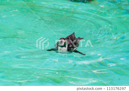 Humboldt penguin swims in blue clear water. 113176297