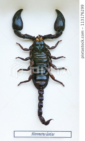 Fulgora laternaria spread is common in Central and South America, Mexico. 113176299
