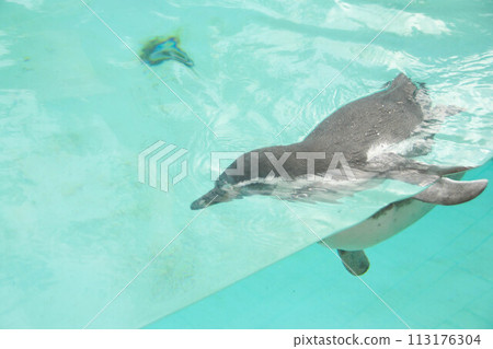 Humboldt penguin swims in blue clear water. Humboldt penguin swims in blue clear water. 113176304