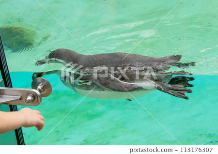 Beautiful swimming seal at underwater in the zoo. Beautiful swimming seal at underwater in the zoo. 113176307