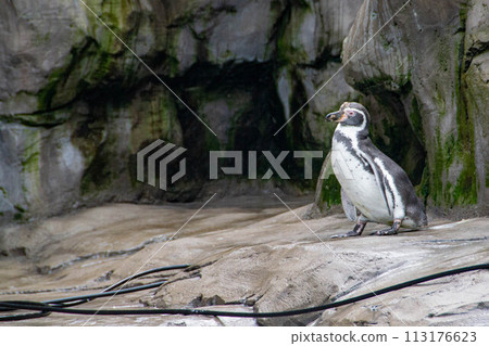 a penguin walking on rocks a penguin walking on rocks 113176623