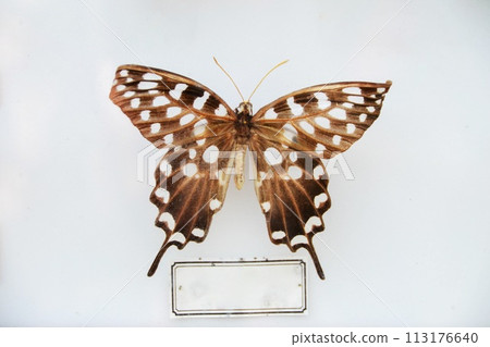 Fulgora laternaria spread is common in Central and South America, Mexico. Fulgora laternaria spread is common in Central and South America, Mexico. 113176640