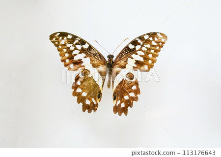 Fulgora laternaria spread is common in Central and South America, Mexico. Fulgora laternaria spread is common in Central and South America, Mexico. 113176643