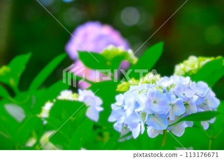 清爽的淺藍色繡球花 113176671