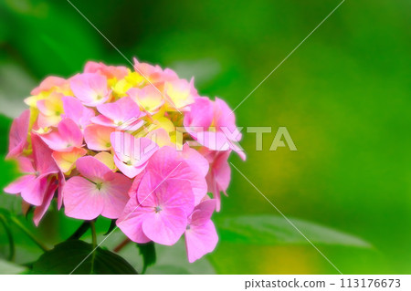 bright pink hydrangea flower 113176673