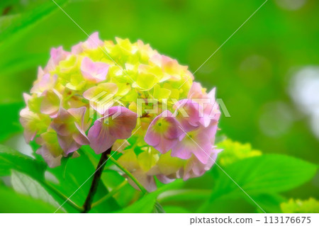 pretty pink hydrangea flower 113176675