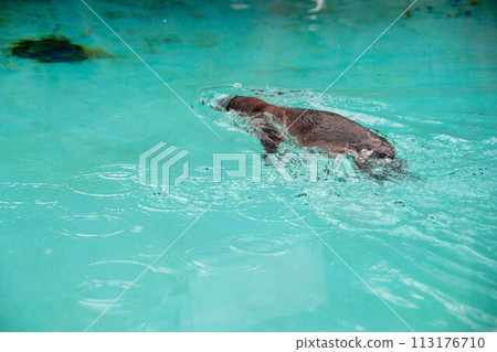 Humboldt penguin swims in blue clear water. 113176710
