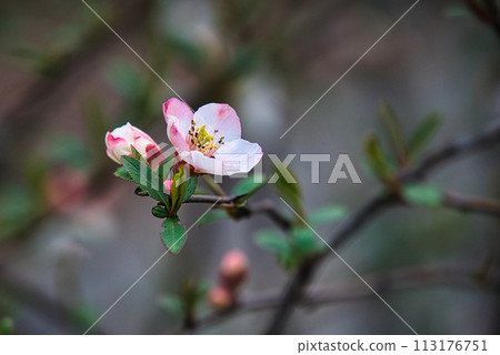 一朵美麗的散景花,花瓣混合白色和粉紅色。 一朵美麗的散景花,花瓣混合白色和粉紅色。 113176751